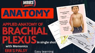 Brachial Plexus applied anatomy । Erbs palsy। MBBS Marvel [upl. by Eiclek169]