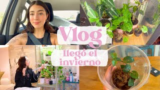 VLOG 7 Actualización vitrina plantas de mi wishlist viveros [upl. by Nyrol]