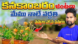 Crossandra కనకాంబరం కొమ్మలు  మేము నాటే పద్ధతి  ఎక్కువ పువ్వులు పూస్తాయి  Garden Tips [upl. by Onfroi]