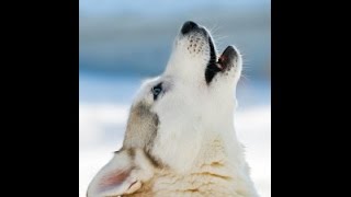 Dog Howling  Compilation Video [upl. by Ydnik]