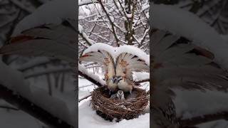 Superb lyrebird couple sheltering❤ their chicks in heavy snow ❄ [upl. by Verla640]