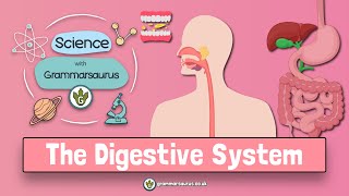 Science with Grammarsaurus  The Digestive System [upl. by Nim401]