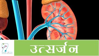 उत्सर्जन  Excretion  Hindi [upl. by Enelec]