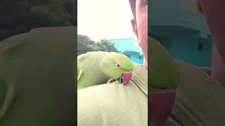 Apollo and Frens🥰apollo birds talkingpets parrot [upl. by Nerti]