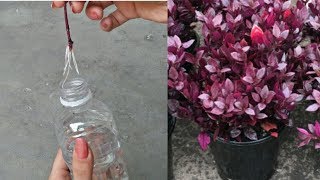 Grow Ruby Leaf in Water Grow alternanthera [upl. by Emsoc]