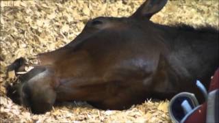 Carl Hester and Charlotte Dujardin on BBC [upl. by Dalohcin]