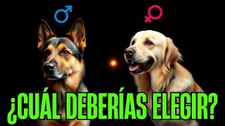 Cuidados y Ventajas de Perros MACHO y HEMBRA ¡Decídelo [upl. by Faye828]