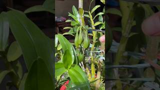 Best tips propagation dendrobium plant from fruit and cutting branches short plant orchid [upl. by Corley457]