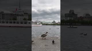 Hamburg Alster hamburg alster germany duck pigeon party citybirds [upl. by Ekenna]