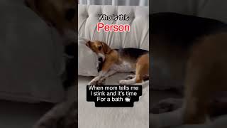 Who else hates showering 🧼 dog beagle puppy funny shorts viralshort dogshorts [upl. by Reprah763]