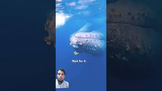 whale ocean shark scary beach whales whalesharks fishlife [upl. by Kenna26]