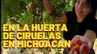 QUE HERMOSO ES MICHOACAN Y SUS RICAS FRUTAS guayaba ciruela michoacán frutas [upl. by Behka]