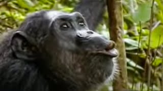 Animal Mating Rituals of Chimpanzees  BBC Studios [upl. by Ariem]