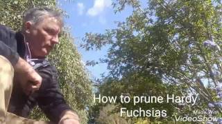 How to prune Hardy Fuchsias [upl. by Ceciley398]