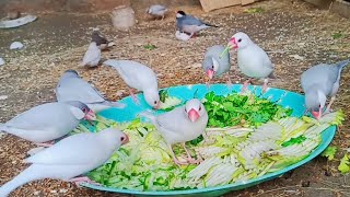 Heldi Happy Green Food full Detail  finches java full video Java birds colony [upl. by Hedve]