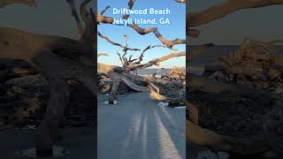 Driftwood Beach is incredible [upl. by Aleak138]