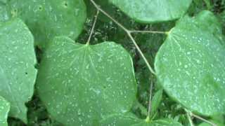 Redbud tree identification Cercis canadensis video [upl. by Citarella]