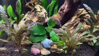 37 Gallon Imaginarium Sparkling Gourami Trichopsis Pumila [upl. by Marve]