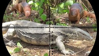 BERBURU BIAWAK DAN GARANGANPENGHUNI DURI [upl. by Ijar755]