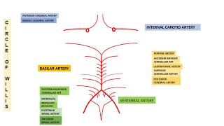 CIRCLE OF WILLIS [upl. by Spark40]