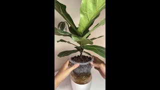 Fiddle Leaf Fig  Ficus Lyrata Indoor Plants Houseplants 7 Months Growth in LECA [upl. by Gabrielson536]