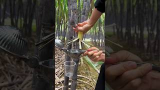 Very fresh sugarcane reels 2024 satisfying top [upl. by Earal]