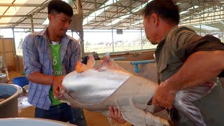 How to Breeding Pangasius Fish  Fish Breeding Full Process of Pangasius [upl. by Ahtaga]