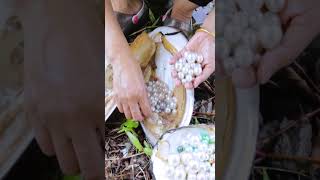 Peacock Pearl Extraction Process at Kamoka Pearls [upl. by Bradeord]