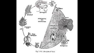 Pteris Life Cycle 2017 HD [upl. by Nobile]