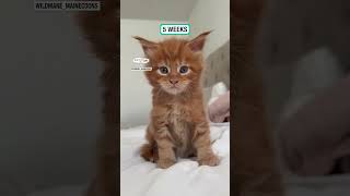 Watch this kitten grow from birth to 6 weeks 🐱 🥹 🎥 wildmanemainecoons [upl. by Brechtel]