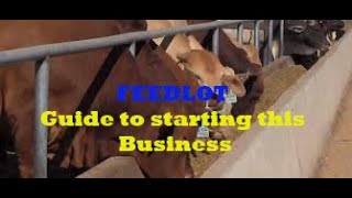 Feedlot 101 Starting a Cattle Fattening Business [upl. by Zwart]