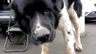 Самые огромные породы собак The most huge breeds of a dog [upl. by Gefell455]