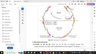 Trypanosoma and life cyclekingdom protista [upl. by Haskell]