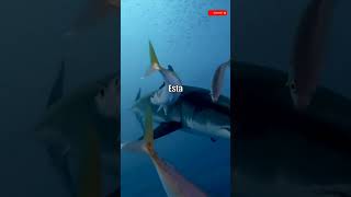 300 DIENTES ⚔️🦈 Curiosidad Tiburón [upl. by Jak760]