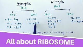 All about RIBOSOME [upl. by Ophelia]