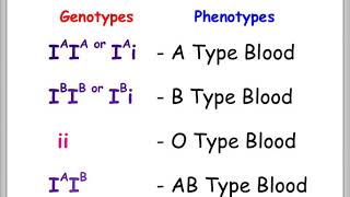 Blood Types and Punnett Squares [upl. by Lipp]