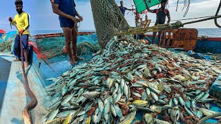 AMAZING 🤩 We Caught Tons of Mackerel and Trevally Fish in a Single Catch 😃WOWquot [upl. by Assenahs]