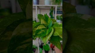 Golden Pothos Propagation  Unique Way To Propagate Money Plant shorts ytshorts moneyplant [upl. by Ezechiel]