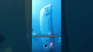 TAUCHER filmen SELTENEN RIEMENFISCH 😲 [upl. by Ahsimak]