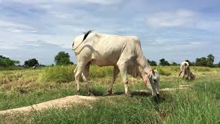 Best food for cow [upl. by Lavotsirc884]