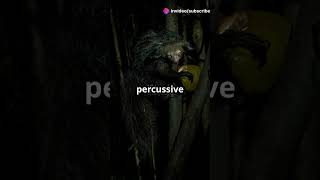 D Percussive Forager shorts youtubeshorts animals nature education facts madagascar [upl. by Nmutua]