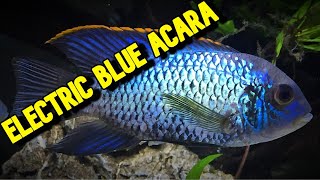 DONT get an ELECTRIC BLUE ACARA until you have seen this VIDEO [upl. by Matthia]