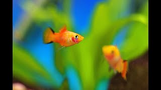 5 facts about Platy fish [upl. by Annamaria146]