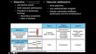 Immunology innate immunity the Cell Adhesion Molecules [upl. by Wampler]