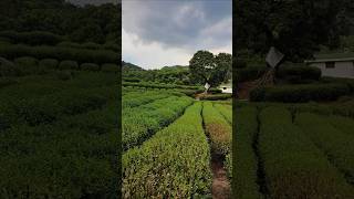 CHINY LONGJING plantacja herbaty Long Jin Tea [upl. by Ridglee323]