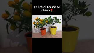 Os nossos citrinos bonsai 😍 [upl. by Gnouhp]