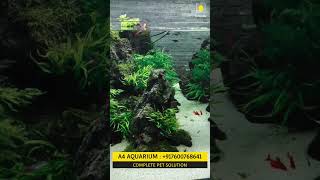 Aquascaping Aquarium With White Sand and Rocks Decoration Designer Aquascaping Ideasshorts viral [upl. by Latsyrc]