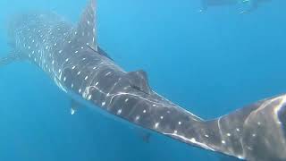 Ningaloo Discovery Whale Sharks tour video [upl. by Reppart]