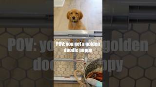 POV you get a golden doodle puppy goldendoodle puppyvlog puppy [upl. by Bouzoun930]