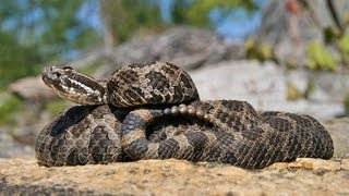 The Massasauga Rattlesnake Ontario Wildlife Video Series [upl. by Acinad]